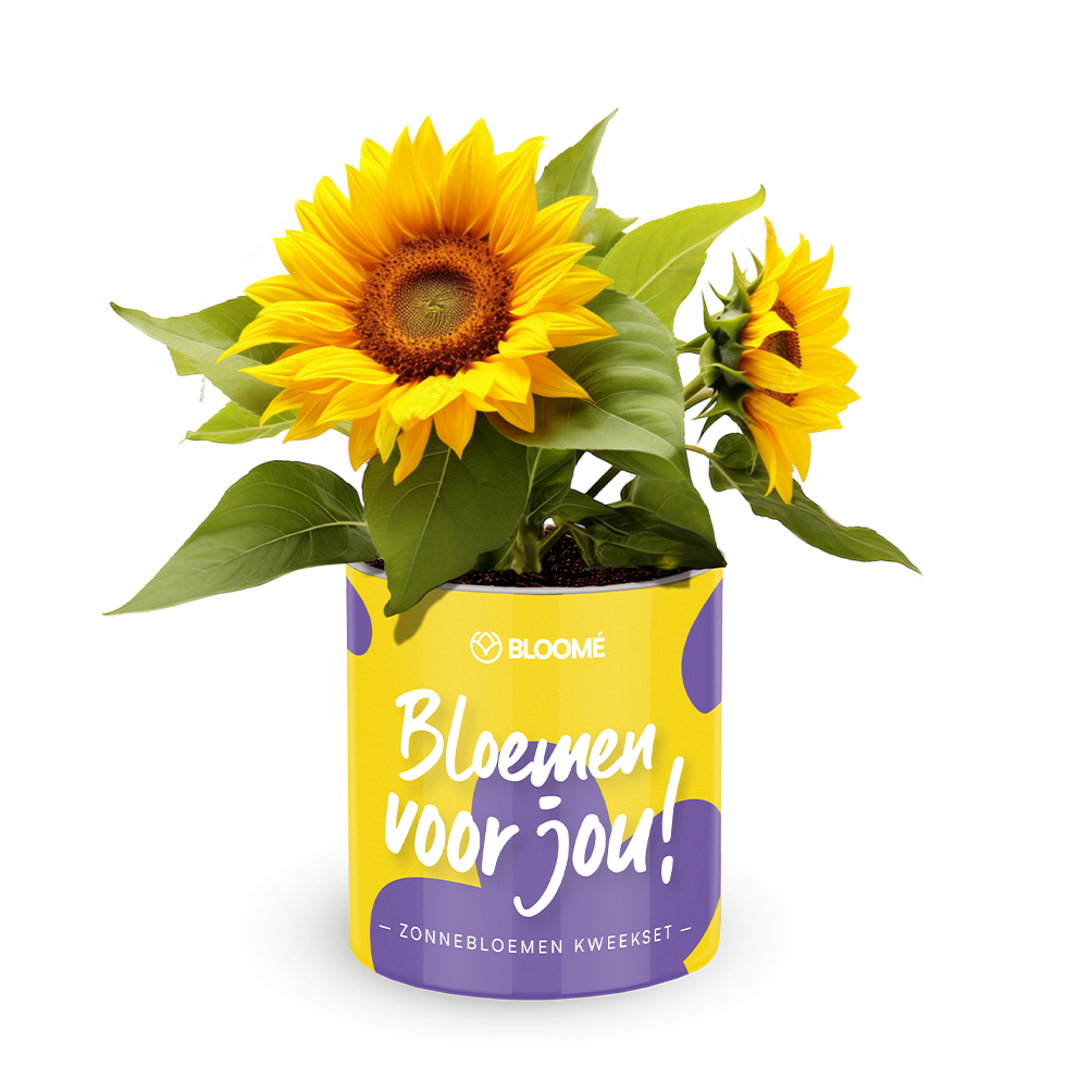 Bloome - Bloemen voor jou!
