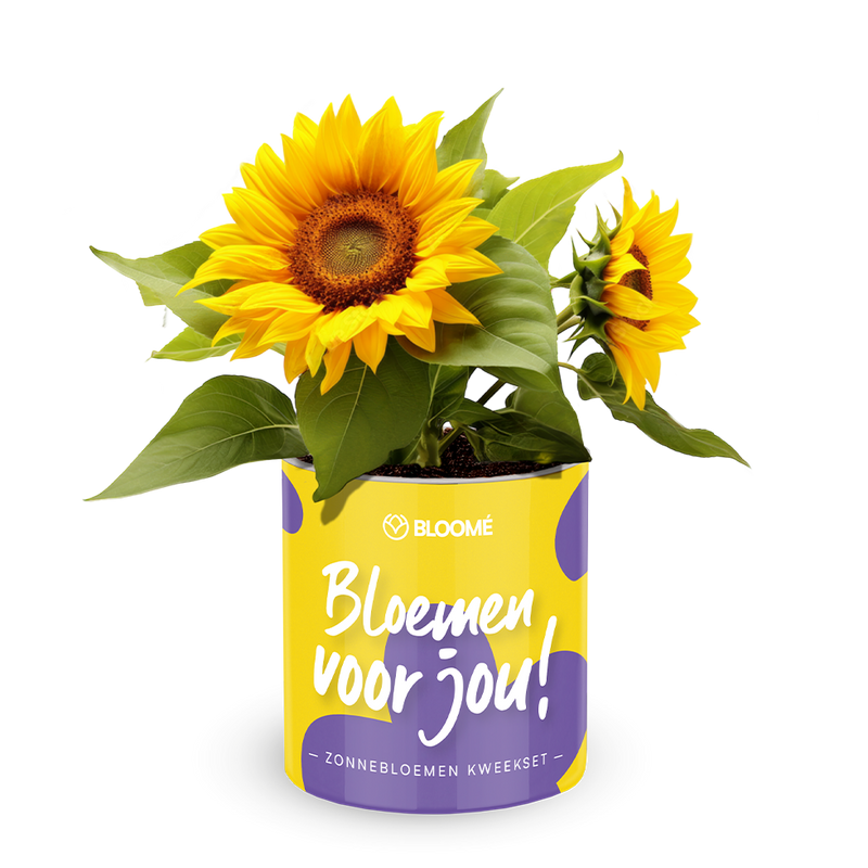 Bloome - Bloemen voor jou!
