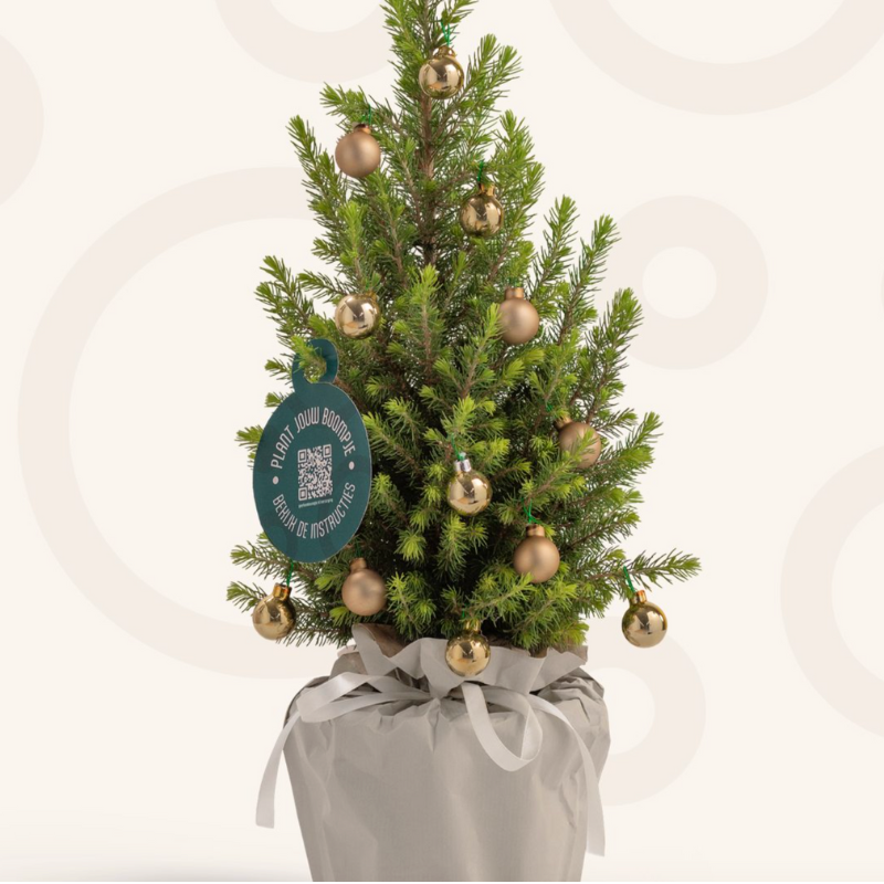 Dennenboom Cadeau - Geef een Boompje