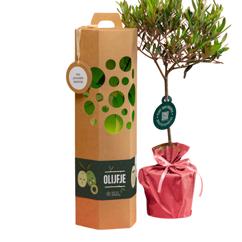 Olijf Boompje