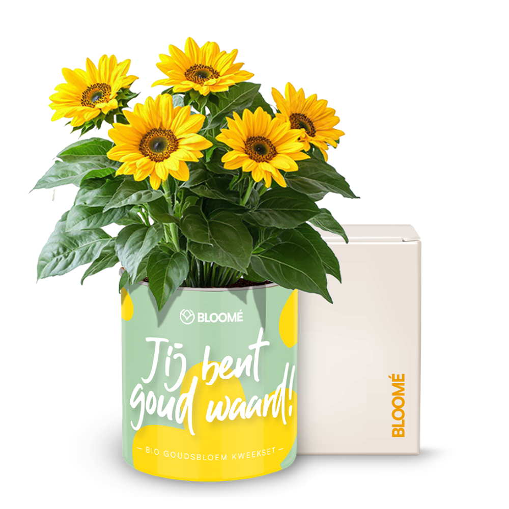 Bloome  - Jij bent goud waard!
