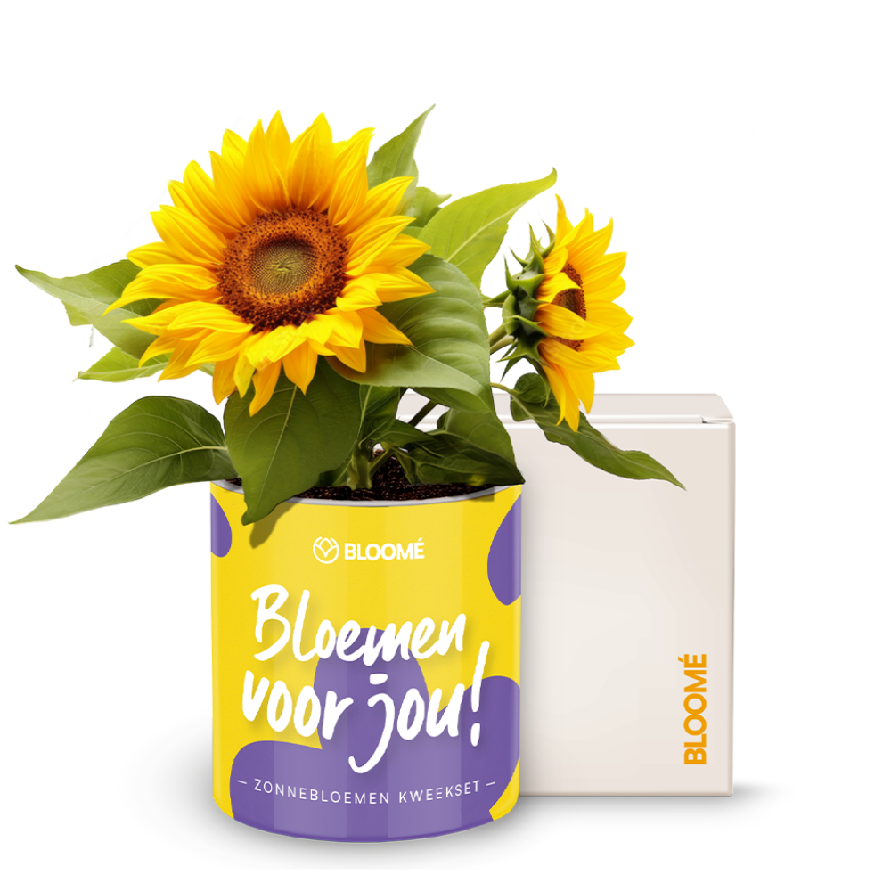 Bloome - Bloemen voor jou!
