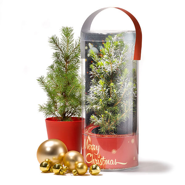 Kerstboom in koker - standaard